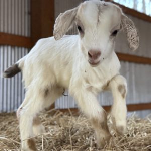 *2026 GG1 "Cream" Buckling *BOTTLE BABY*