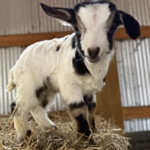 *2026 H2 "Jacob" Buckling *BOTTLE BABY*