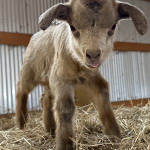 *2026 R3 "Chip" Buckling *BOTTLE BABY*