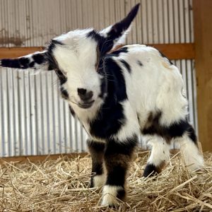 *2026 M1 "Ears" Doeling *BOTTLE BABY*