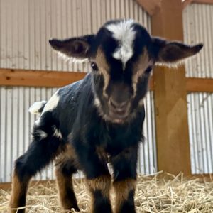 *2026 R1 "Sugar" Doeling *BOTTLE BABY*