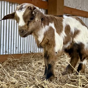 *2026 C1 "Harrison" Buckling *BOTTLE BABY*