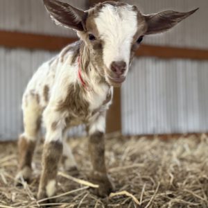 *2026 A1 "Caramel" Doeling *BOTTLE BABY*