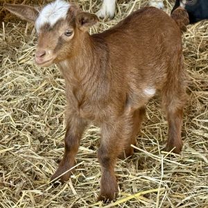 *2026 RR1 "Phoenix" Doeling