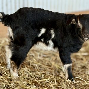 *2026 FF1 "Midnight" Doeling