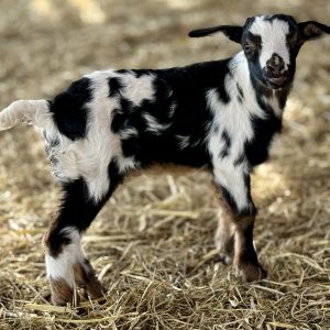 *2026 QQ2 "Smores" Buckling