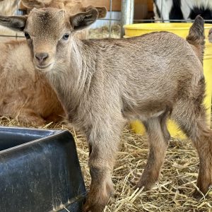 *2026 QQ1"Graham Cracker" Doeling