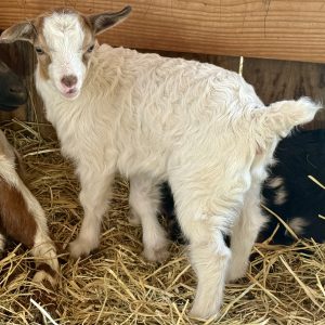 *2026 NN1 "Ajax" Buckling