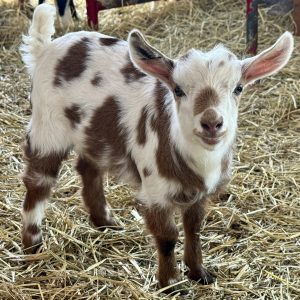 *2026 M2 "Honey" Doeling *BOTTLE BABY*