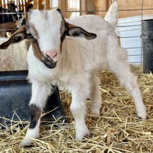 *2026 MM1 "Colter" Buckling