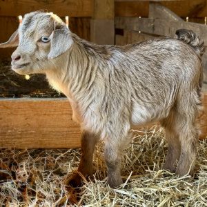 *2026 KK1 "Chocolate" Buckling *BOTTLE BABY*