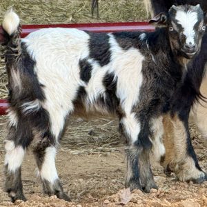 *2026 Y1 "Drucilla" Doeling