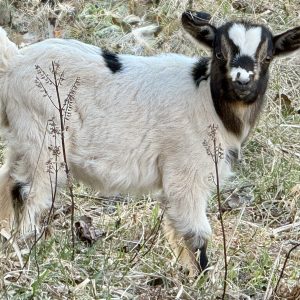 *2026 HH1 "Candy Cane" Doeling