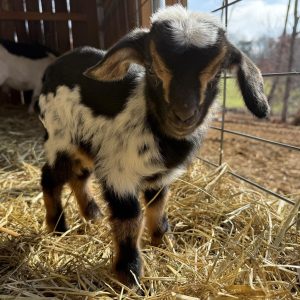 *2026 PP2 Buckling "Twinkle"