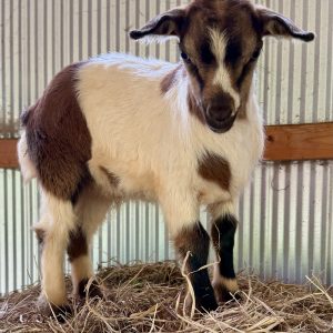 *2026 TT2 "Belt" Wether *POLLED*