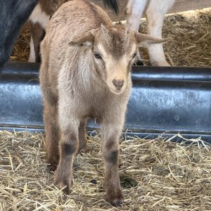 *2026 TT1 Doeling